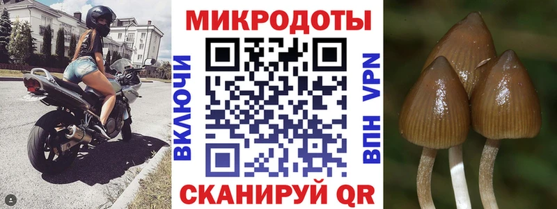 купить   Мурманск  Псилоцибиновые грибы Cubensis 